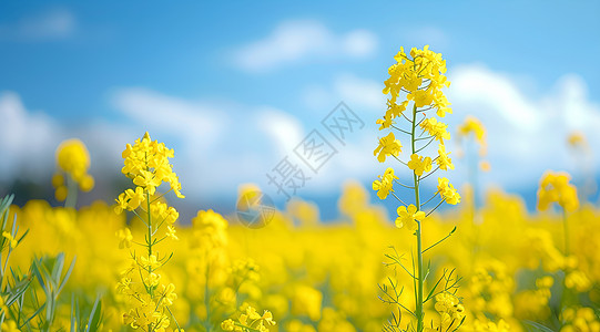 美丽油菜花背景图片