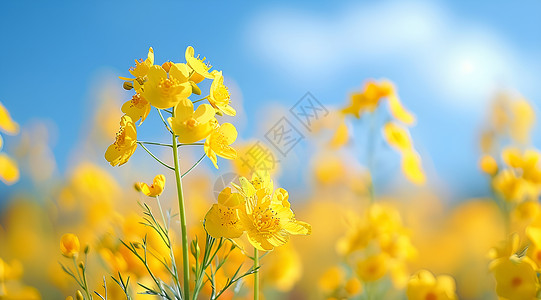 金黄的油菜花背景图片