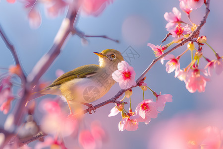 春天树枝上的小鸟背景图片
