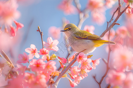 风景树枝素材春天枝头的鸟背景