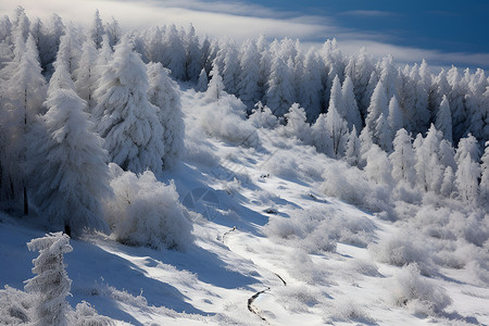 冬日雪景背景图片