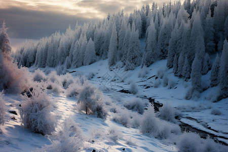冬日树木背景图片