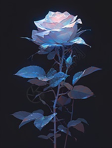 玫瑰花的艺术之美背景图片