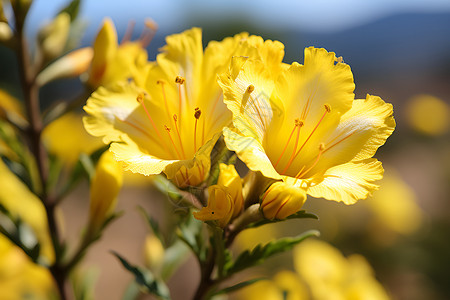阳光下的金花背景图片