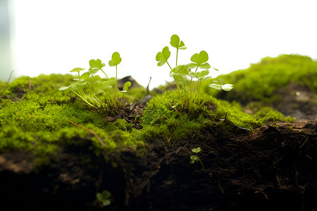 苔藓地地面上的苔藓和植物背景