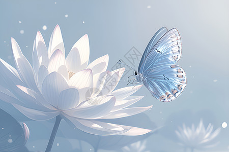 白莲上的蝴蝶背景图片