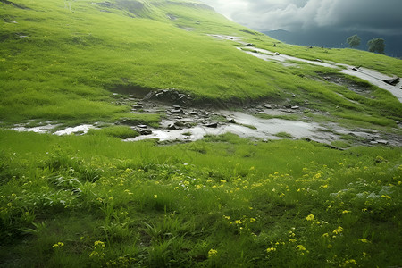 自然中的草地和植物背景图片