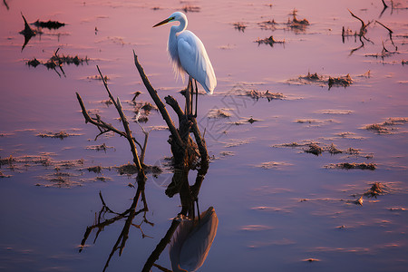 夕阳下的白鹭背景图片