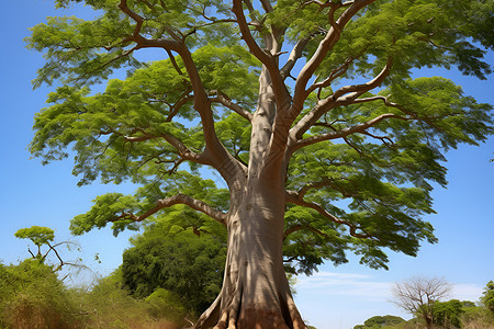 宏伟的非洲大树背景