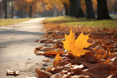 公园的秋叶背景图片