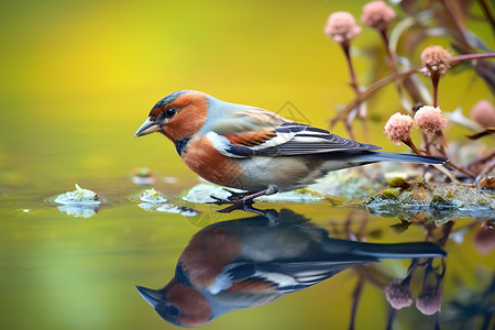 水中的一只鸟高清图片