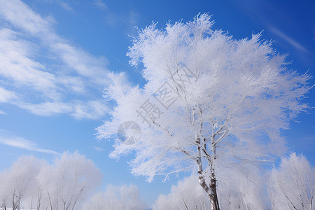 白雪覆盖的树林背景图片