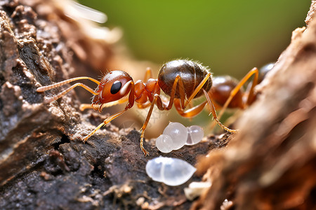 可爱的蚂蚁金龟子幼虫高清图片