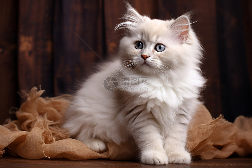 一只白色小猫的照片图片