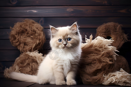 毛发可爱的白色小猫背景