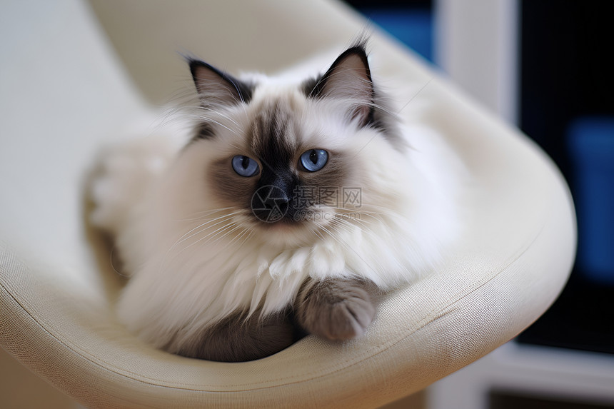 黑白猫咪与椅子图片