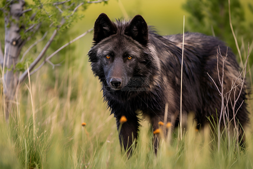 草地上的黑狼图片