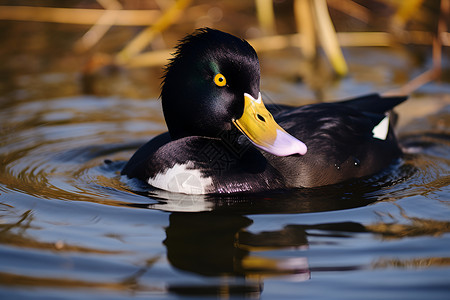 池塘中一只游泳的鸭子背景图片
