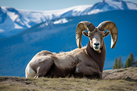 大角羊自然大角洲高清图片