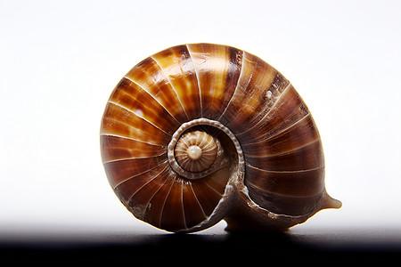 螺蛳科可爱的蜗牛背景