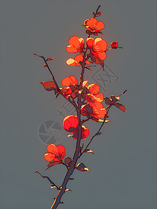 傍晚的余晖中红色柿子树枝背景图片