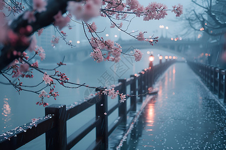 大樱花树下雨时的桥背景