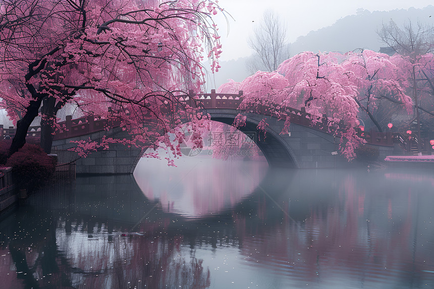 河边的樱花树图片
