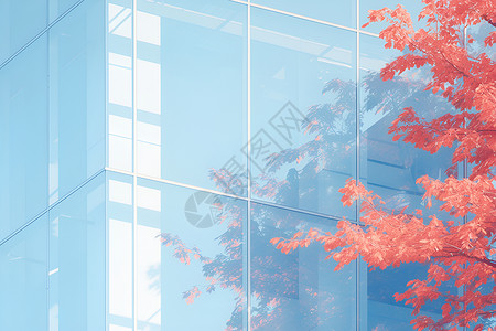 建筑窗户上的树叶倒影高清图片