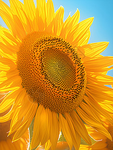 美丽鲜艳的太阳花背景图片
