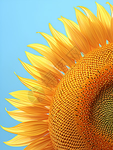 夏日阳光绽放的向日葵背景图片