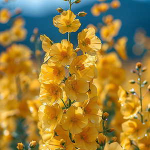 盛开的黄色花朵背景图片