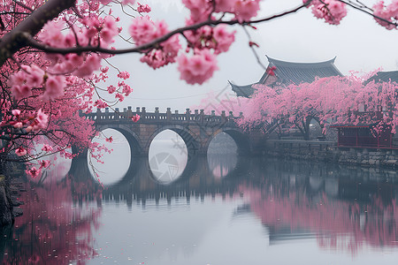 桥边相会桥边美丽的樱花背景