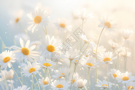 阳光下的菊花阳光里的白色菊花插画