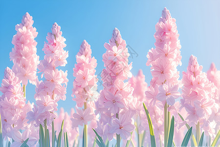盛开的粉色风信子高清图片