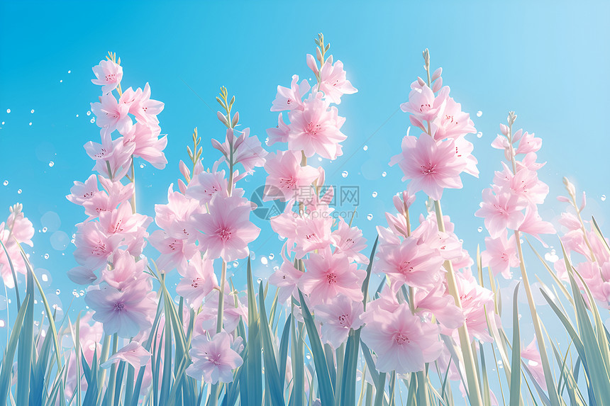 春日风信子的盛景图片