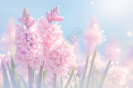 春天中的粉色风信子背景图片