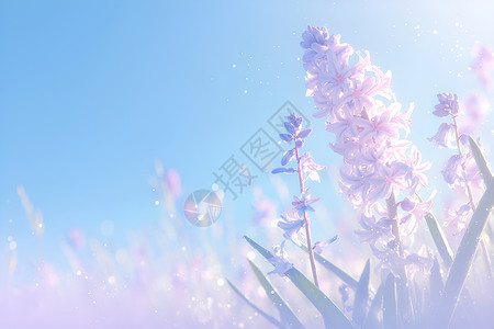 绽放春天的粉红风信子背景图片
