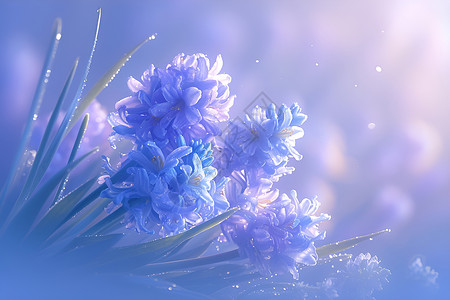 春日奇迹紫色风信子高清图片