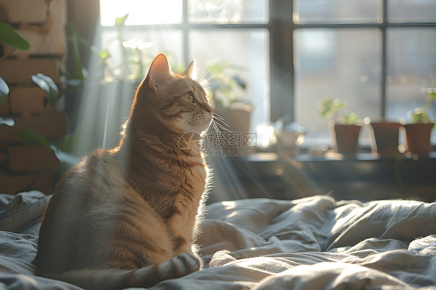 享受太阳的猫咪图片