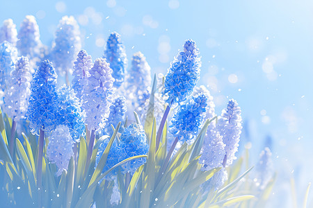 盛开的蓝色风信子花朵背景图片
