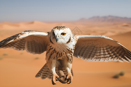 沙漠里飞翔的老鹰高清图片