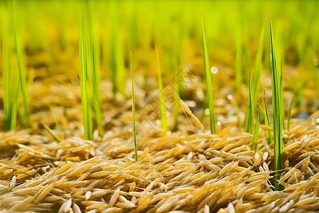 稻谷上的芽苗高清图片