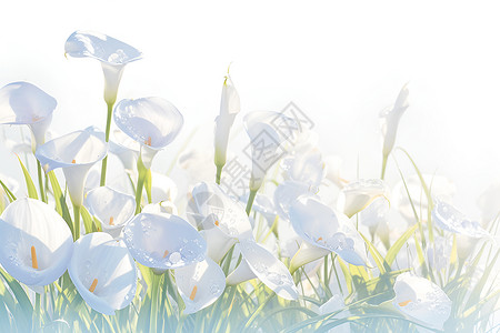 马蹄莲手绘花白色的美丽花朵插画插画
