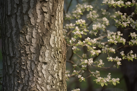 植物树皮树干和花朵背景
