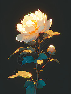 黑夜里的花朵高清图片