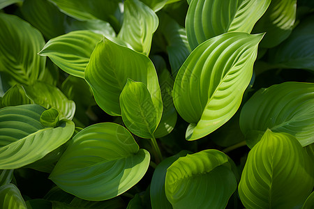 热带植被边框绿色的热带植被背景