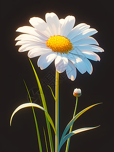 夜色中的白花背景图片