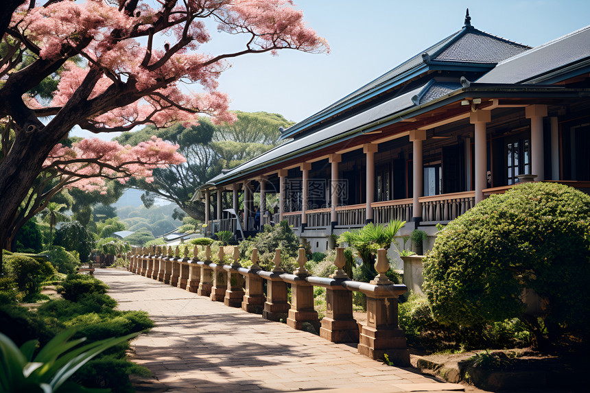 古典樱花街道图片