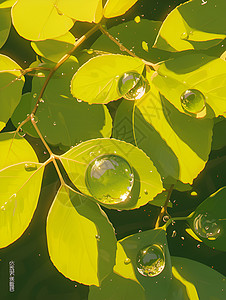 露水滴在绿叶上水滴在叶子上闪耀插画
