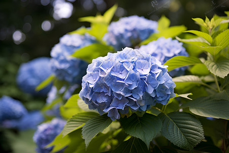 漂亮绣球花美丽漂亮的绣球花背景